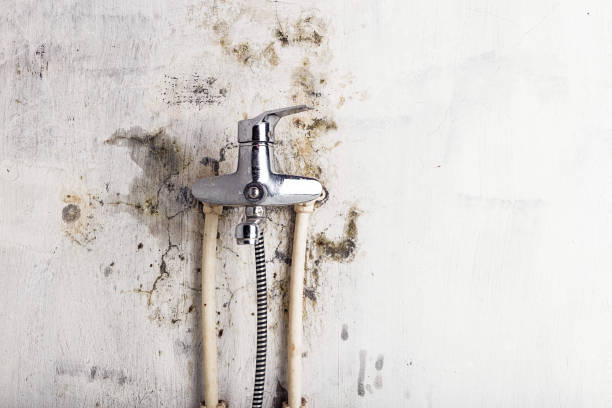 Best Certified Mold Removal  in Monrovia, IN