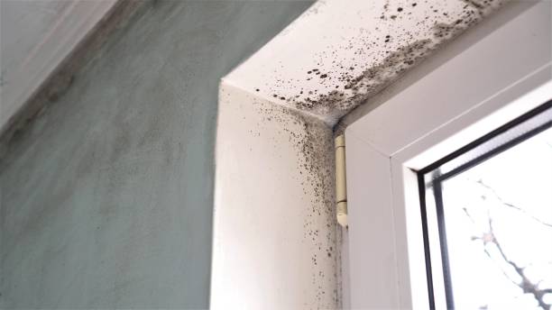 Mold Testing and Removal in Monrovia, IN