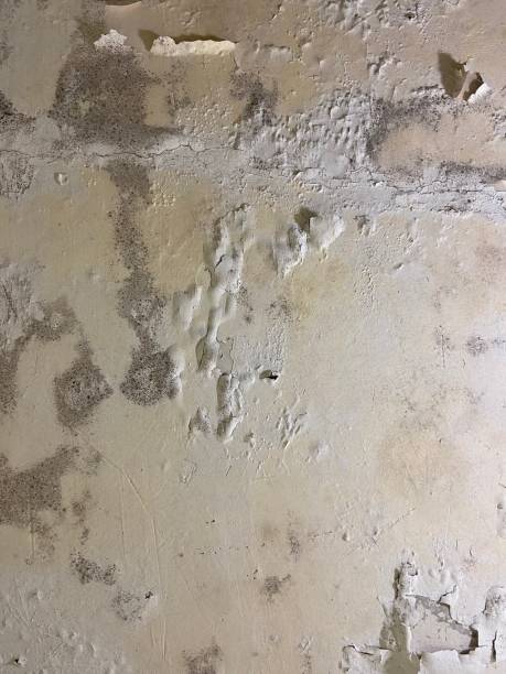 Best Crawl Space Mold Removal  in Monrovia, IN