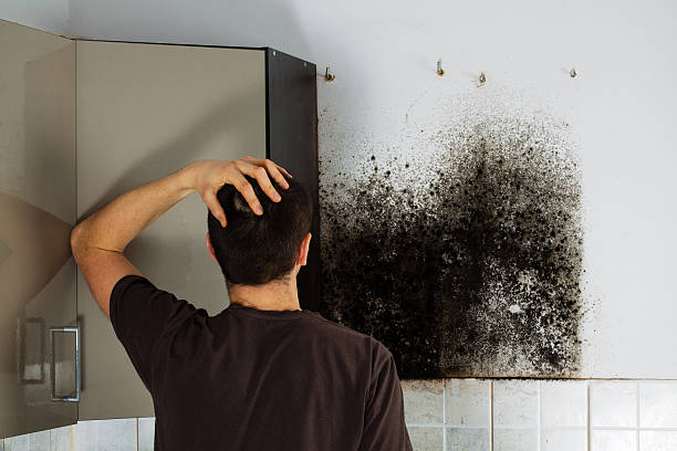 Best Residential Mold Removal  in Monrovia, IN